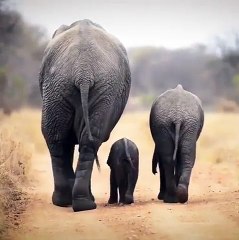 3 Elephants moving together on the road