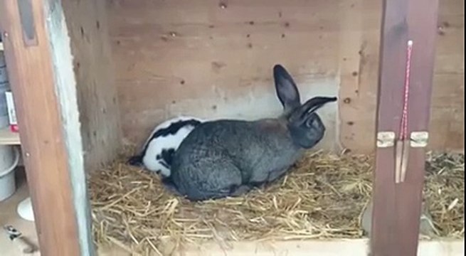 Coït rapide dun lapin