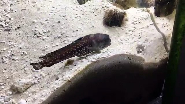 Deux poissons ont un conflit de voisinage