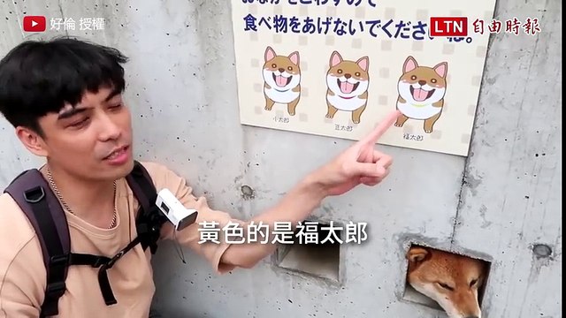 Des chiens passent leur tête dans un mur (Japon)