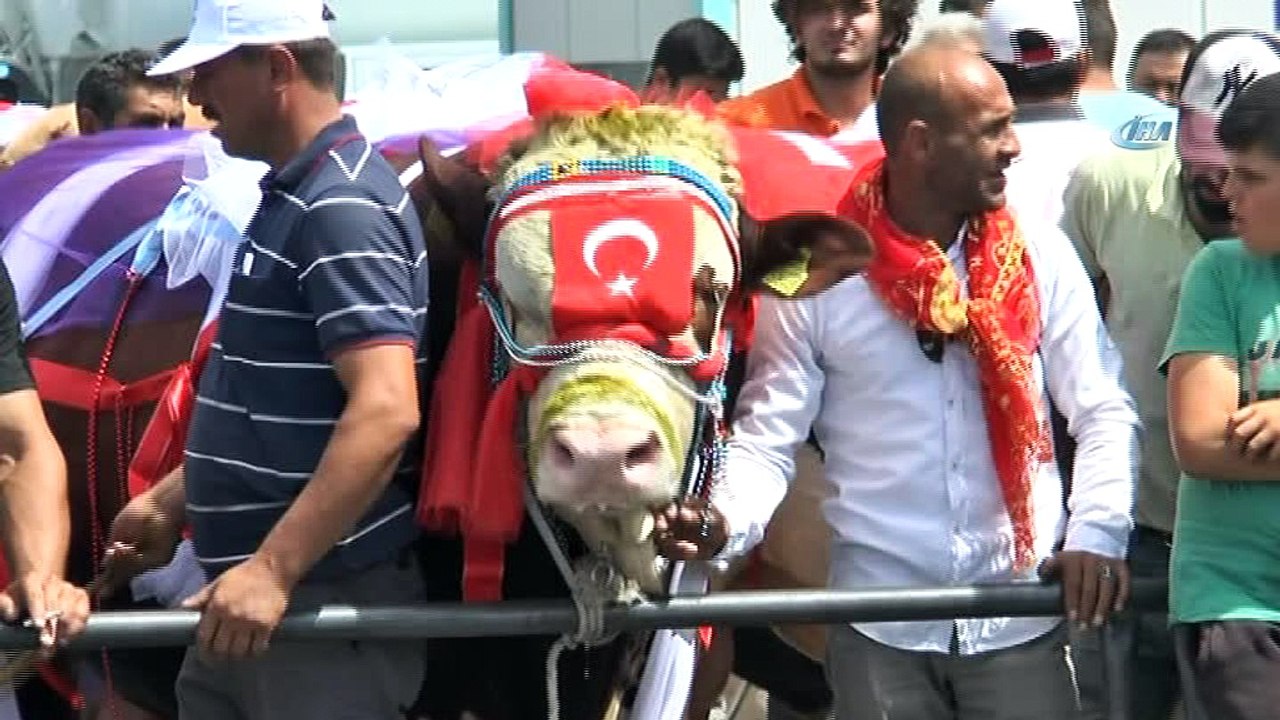 Birbirinden güzel kurbanlıklar podyumda boy gösterdi