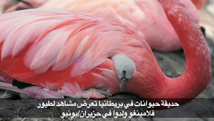 حديقة حيوانات في بريطانيا تعرض مشاهد لطيور فلامينغو