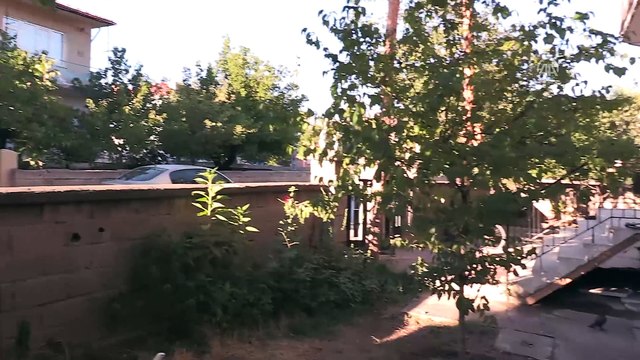 Dolar bozdurana taklacı güvercin bedava - ERZİNCAN