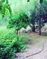 Strolling in a real forest area in Nicosia#strovolos #grammikoparko #nicosia