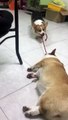 Ce chien tire son ami fatigué...