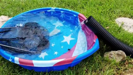 FILTERING FISH Out of POND using MINI POOL!