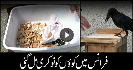 French theme park training crows to clean up trash, cigarette butts