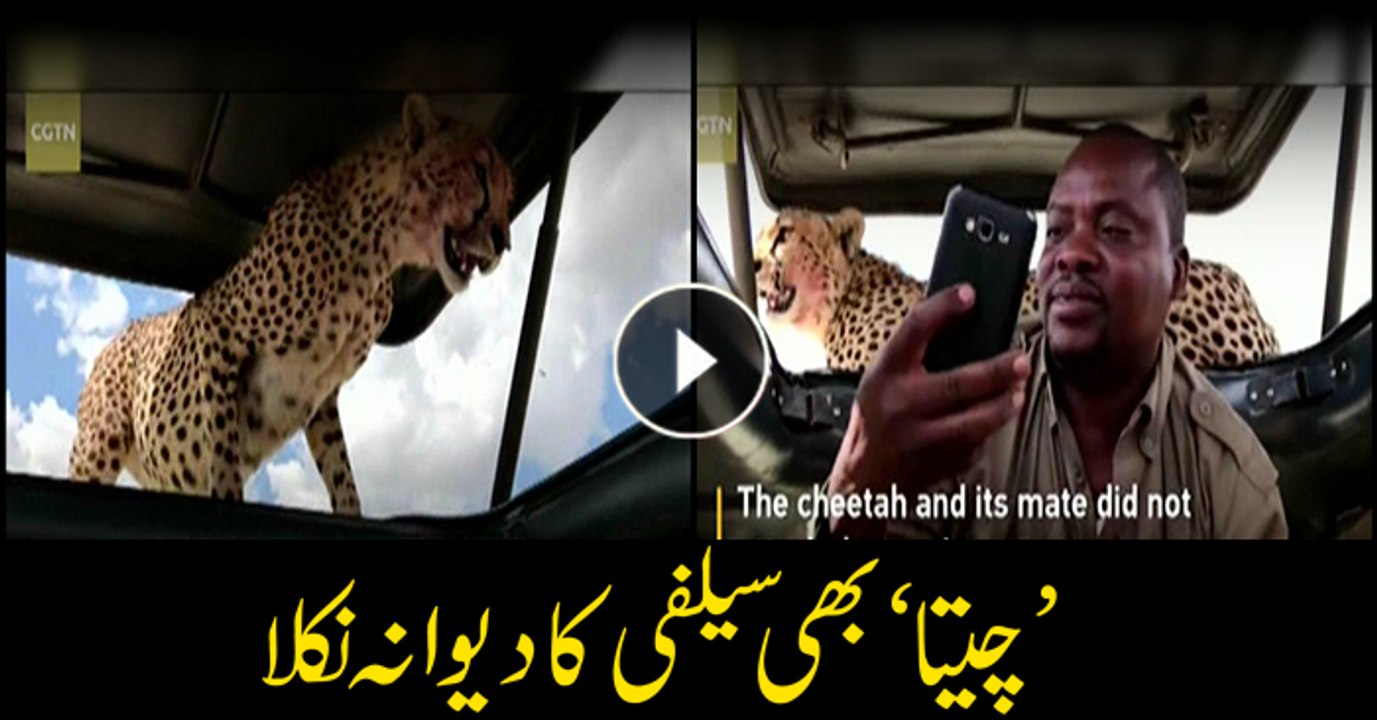 Cheetah craves for selfie