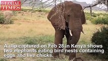 【Not a vegetarian】Elephants are known to live on fruits, grass and leaves. But what if some of them didn’t want to be vegetarian? A clip captured on Feb 28 in K