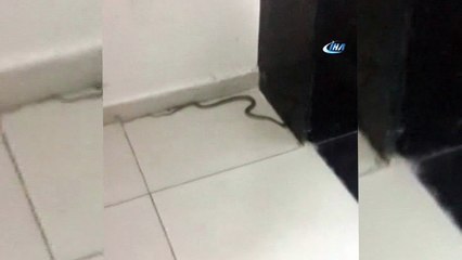 Adana Büyükşehir Belediyesi’nde yılan paniği