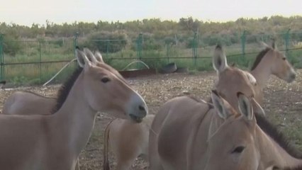 Watch: Endangered wild donkeys reappear in northwest China