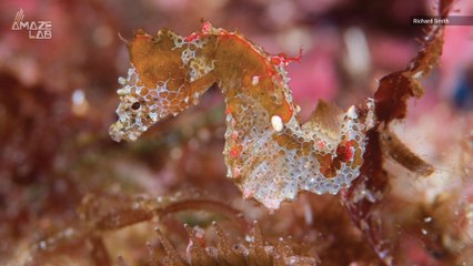 Adorable New Seahorse Discovered That's the Size of a Grain of Rice