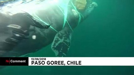 Trapped whale freed by Chilean Navy in dangerous conditions