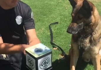 Police Pooch Takes Down Suspicious Jack-in-the-Box