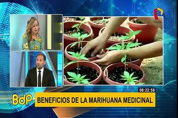 Conozca los principales beneficios del uso de la marihuana medicinal