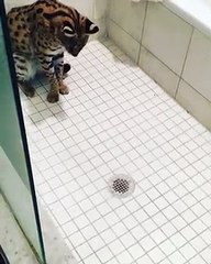 Hey! Hey! What s dis Cat attacks shower