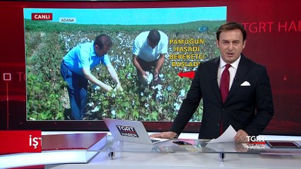 İşte "Beyaz Altın" Hasadı