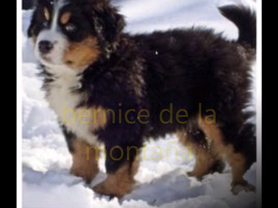 bernice de la montaña