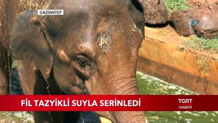Sıcaktan Bunalan 5 Tonluk Fil Böyle Serinledi