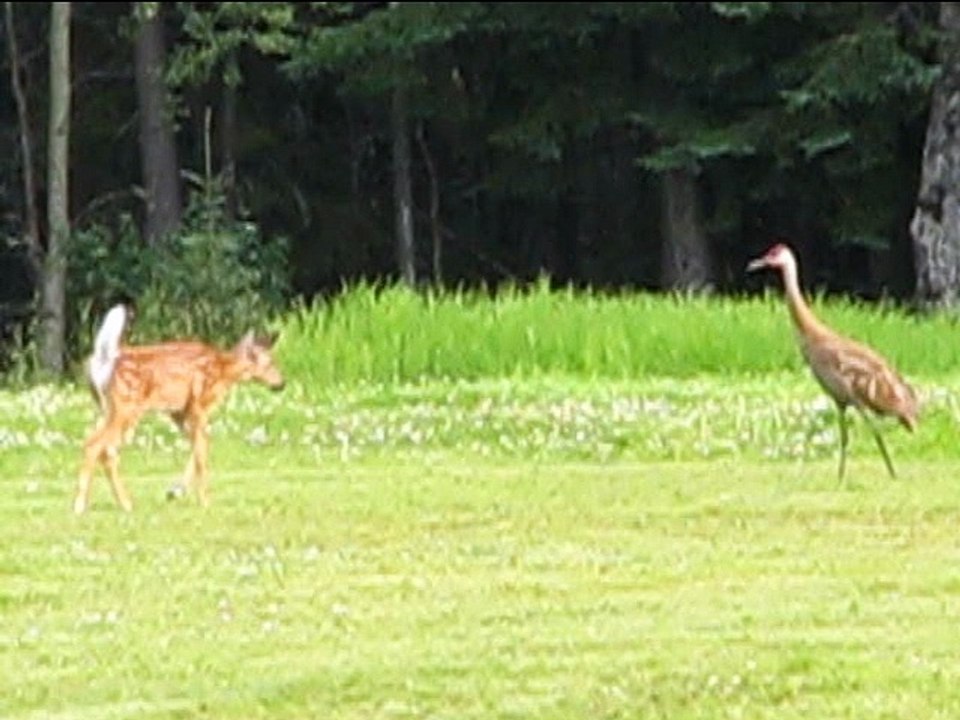 Fawn Scared off By Sandhill Crane