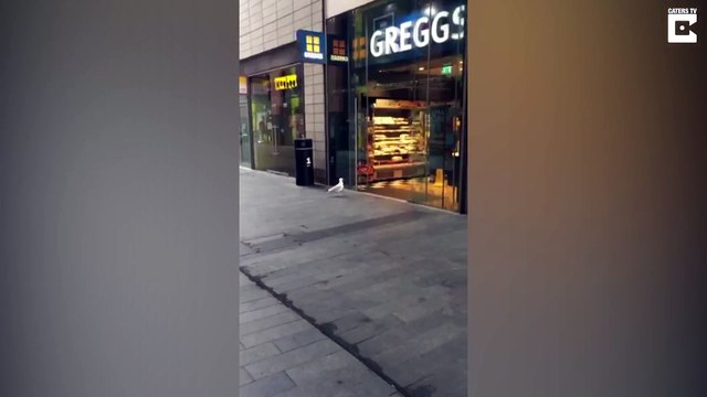 Une mouette rentre dans une épicerie et vole un paquet de chips