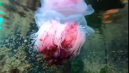 La nage de cette méduse à crinière de lion est juste magnifique