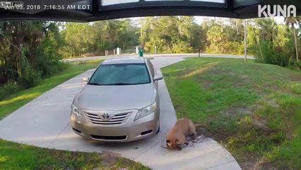 Une panthère attrape un chat sous le porche d'une maison