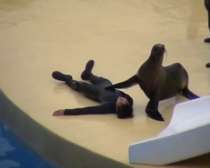 Sauvé par un dauphin et réanimé par une otarie!