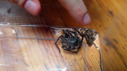 Un ver parasite monstrueux sort de cette araignée