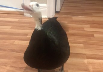 Petunia the Rescue Duck Is Overjoyed When Her Owner Gets Home From Work