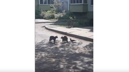 Une corneille trolle des chats pendant une bagarre