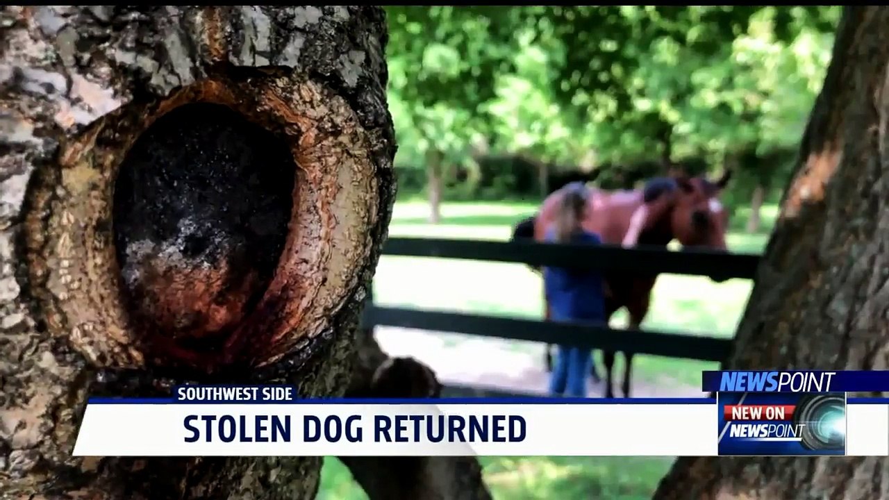 Family Discovers Their Dog Has Been Leading a Double Life
