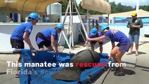 Manatee Rescued From Florida's Deadly Red Tide Bloom