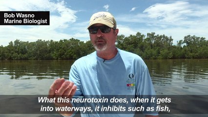 Red tide, Florida’s latest natural disaster