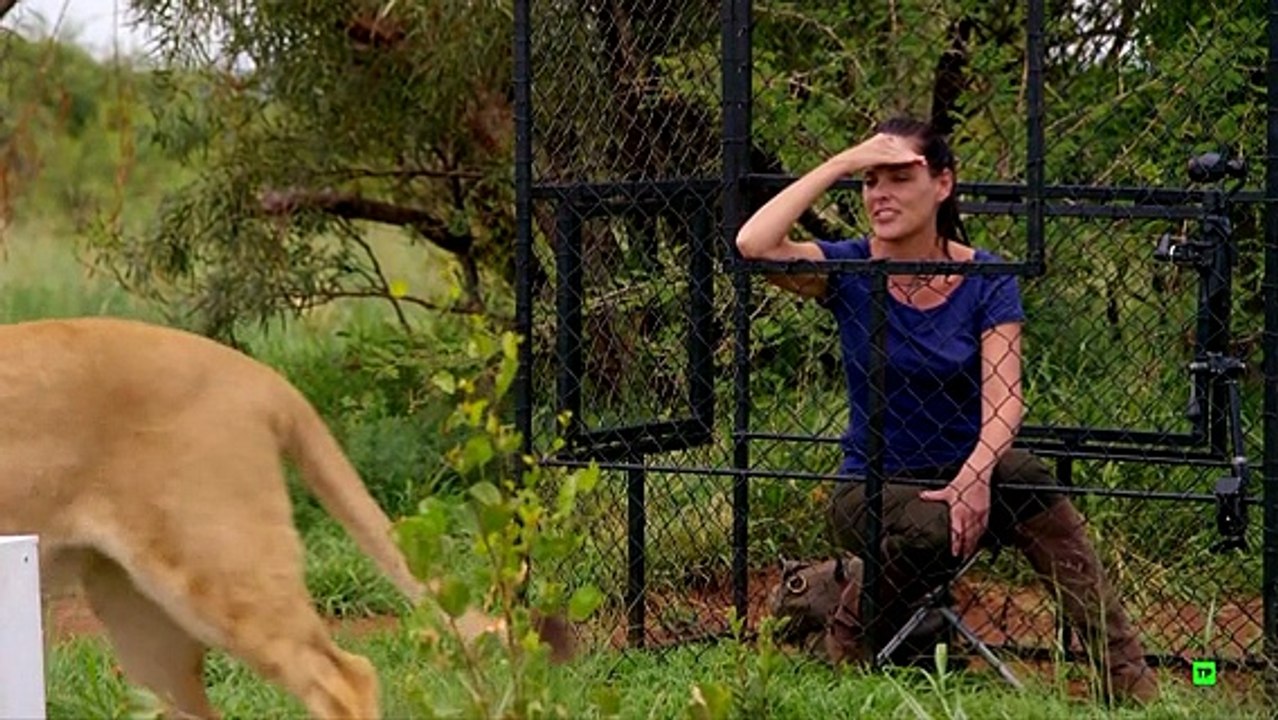 Felinos (cap 3)---documentales animales,documental animales,animales salvajes,animales,naturaleza,documentales naturaleza,documental naturaleza,documentales de animales,documentales de leones,animales salvajes de africa