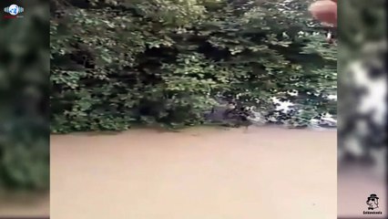 Situation of wildlife in worst floods of India's Kerala state