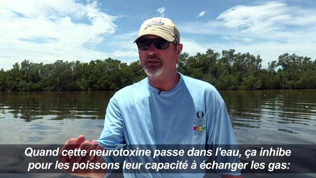En Floride, une marée rouge décime la faune aquatique