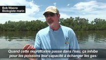 En Floride, une marée rouge décime la faune aquatique