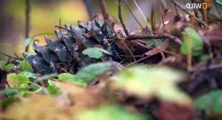 Amur Asia's Amazon S01 - Ep01 Into The Shadowlands HD Watch