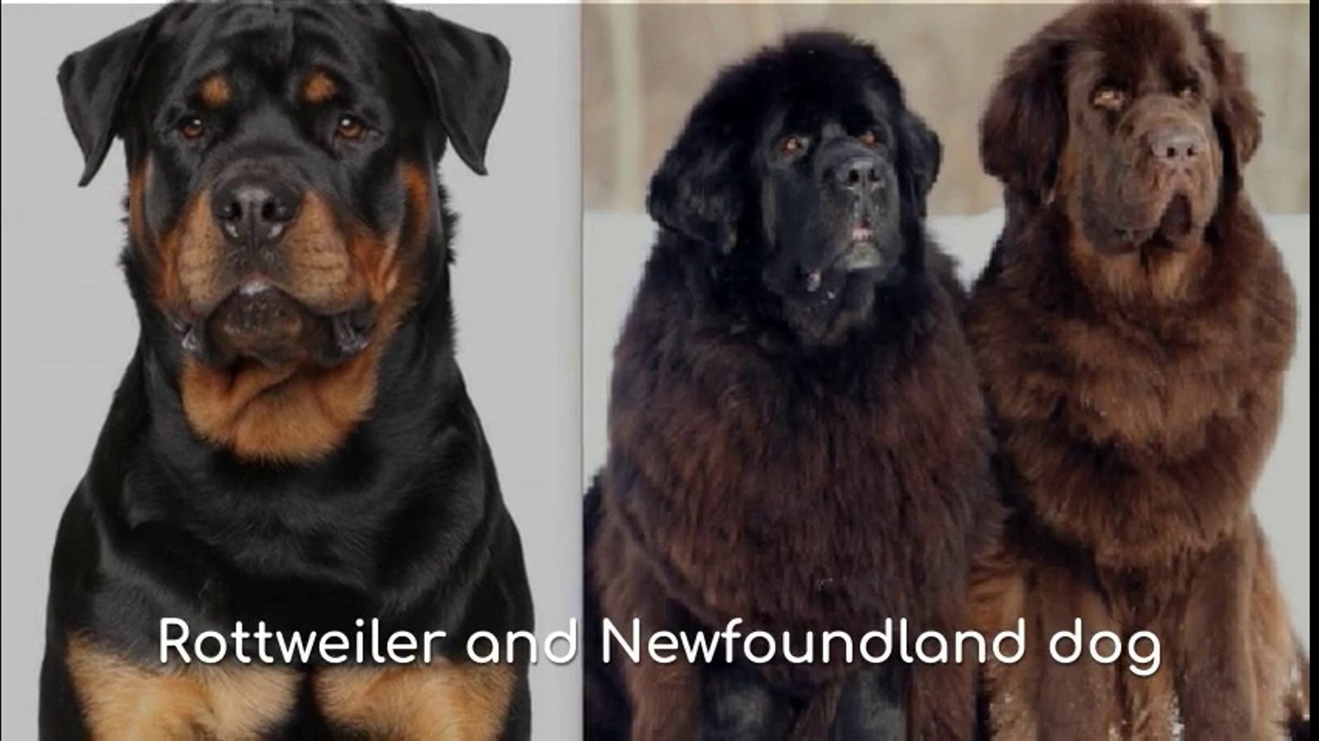 ⁣Rottweiler dog and Newfoundland dog