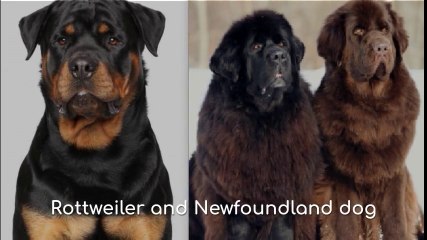 Rottweiler dog and Newfoundland dog