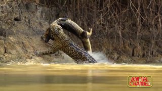Amazing Jaguar Compilation - Big Cats of South America