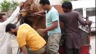 Most funniest cow unloading