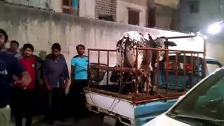SHOCKING AND FUNNY Video of Cow on Eid