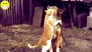 Funny Videos 2018 - Funny Cats Compilation - Funny Animals | Top Funny cats 2018