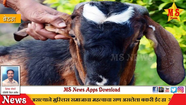 MS NEWS सांगली जिल्ह्यातील मिरज तालुक्यातील बेडग येथील बोकडाची सर्वत्र चर्चा