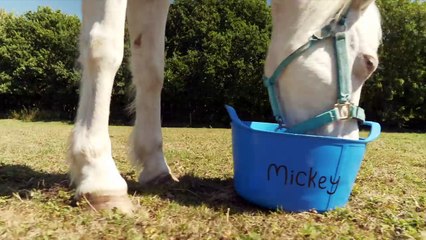 PONY CAMP VLOG 2 | Showjumping and TACK up with me | Day 3 | This Esme