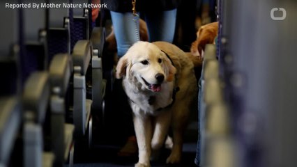 Airlines Make Tougher Rules To Limit Support Dogs