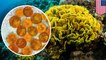 Coral-algal partnership has been around since age of dinosaurs