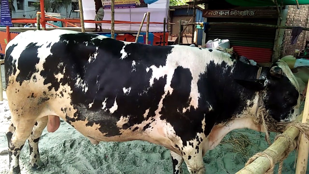 বিশাল গরু 550000 পাচলক্ষ পঞ্চাশ হাজার টাকা ,বিরাট হাট birathaat